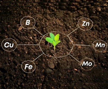 Fertilizers